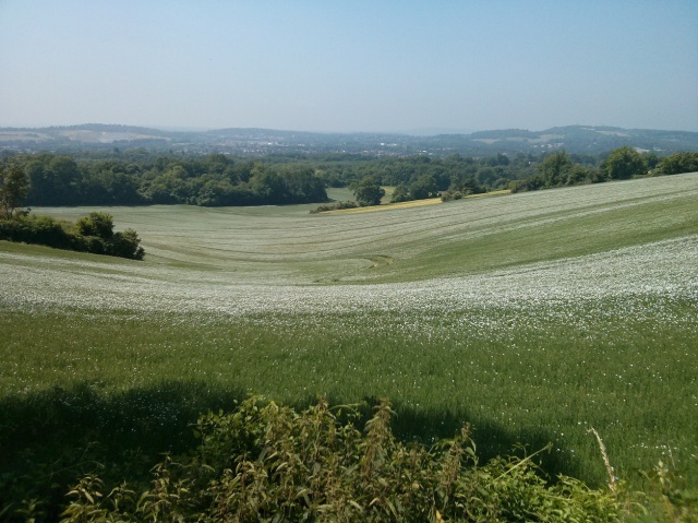 View from Chaldon